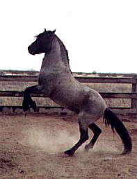 Silver Hawk - grullo roan Cerbat stallion