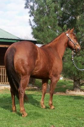 bay american quarter horse