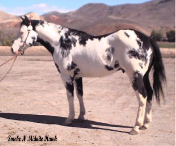 APHA Black Overo Stallion Smoke N Midnite Hawk