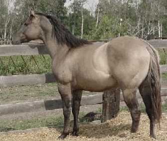 yellow dun horse