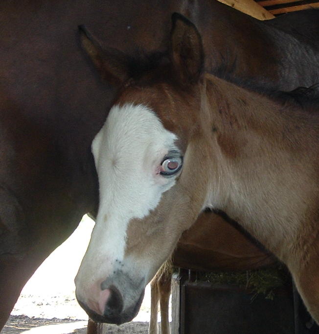 Step Boldly, a bay splash & frame colt.