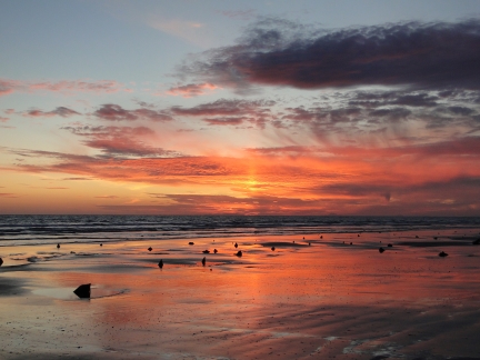 The sunken forest at Ynyslas