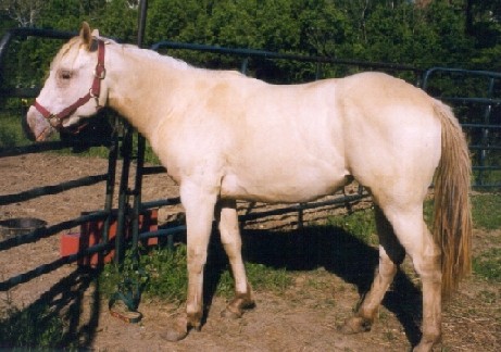 Effect of Champagne gene action on base coat colors of horses