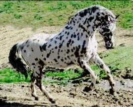 Leopard spot appaloosa Sunspots Eclipse