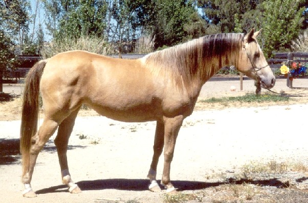 Effect of Champagne gene action on base coat colors of horses