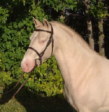 smoky black Welsh stallion The Key