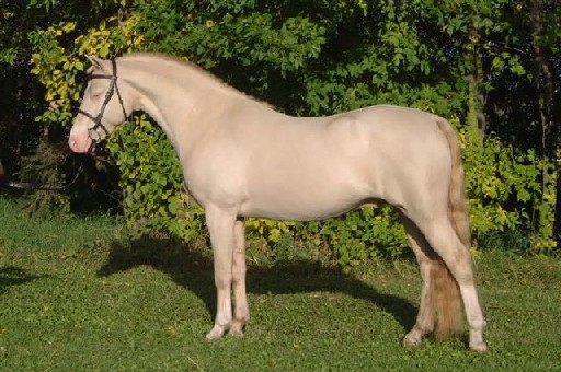 smoky cream Welsh stallion The Key