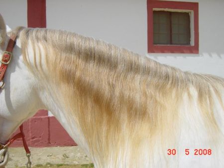 pearl Lusitano horse Tirol