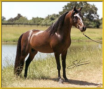 Caspian stallion Trojan
