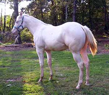 Two Eyed Red Cupid is a dun perlino stallion 