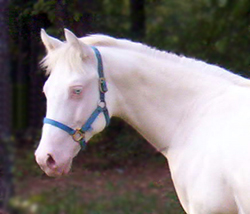 Dun perlino stallion Two Eyed Red Cupid