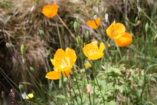 the Welsh poppy is a common here