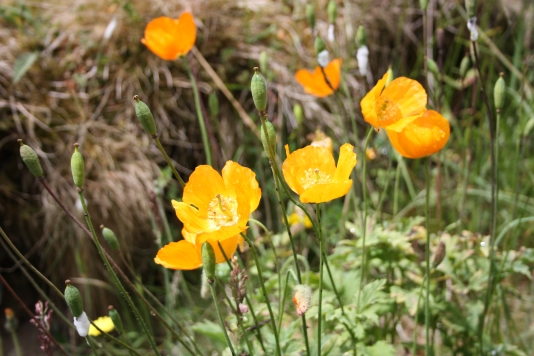 Welsh Poppy