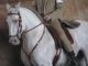 Xuxu, a bay stallion with one pearl and one cream allele, not tested for grey