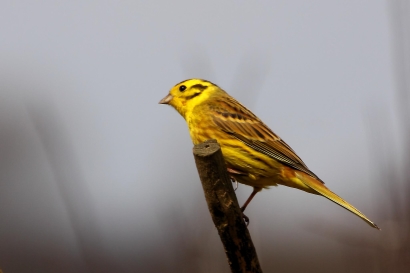 and yellowhammers on the property