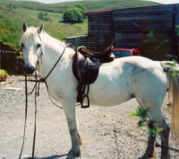 alert and ready for a ride