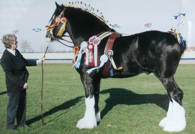 Burnham Green Alfie