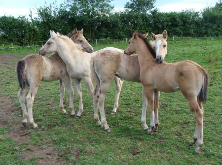 Cotesbach American Quarter Horse  foals to July 2009