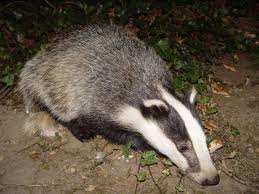Badgers come out at night