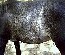 ticking on the barrel of Rabicano Arab Aswad