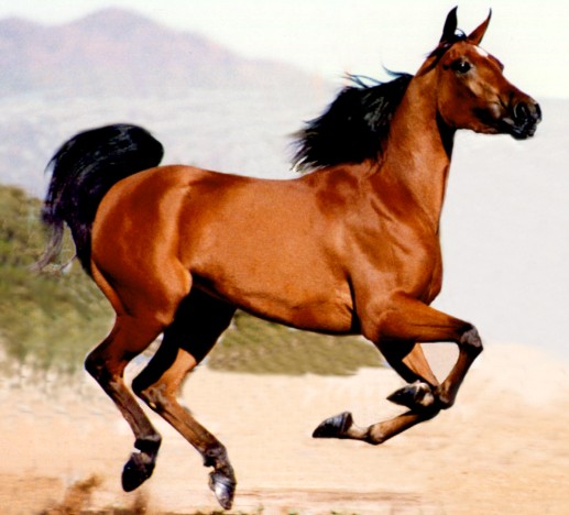 standard bay horse