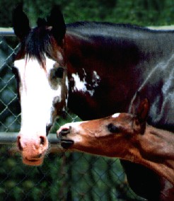 blood bay sabino mare and foal