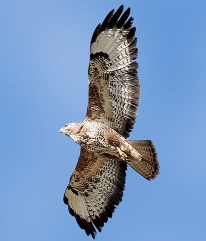 big and beautiful - the buzzard is a common bird here