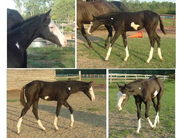 Ever Able, a black splash & frame colt.