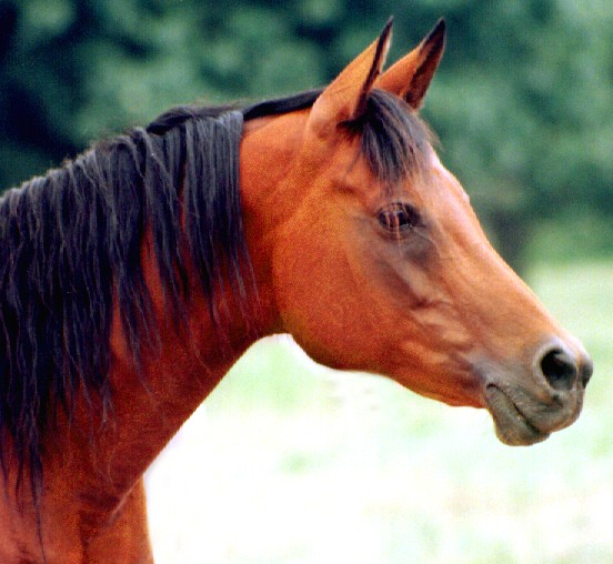photo of copper bay horse