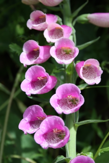 foxgloves