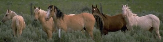 Photo showing dilute horses: palominos, buckskin and cremello. Also a bay.