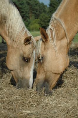 Double R Ranch American Quarter Horse Mares and Foals