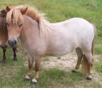 miniature red roan