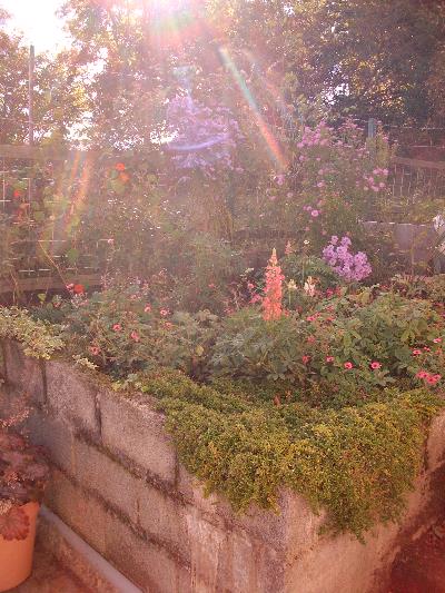 flowers and pots by the patio