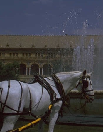 gray horse and carriage