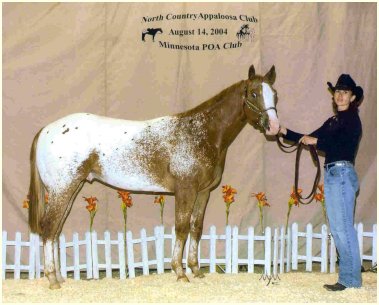 The Appaloosa horse - Royal Horse