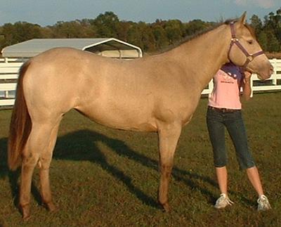 Kya, a sable cream QH