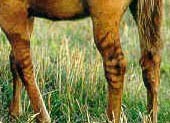 legs bars on a red dun quarter horse