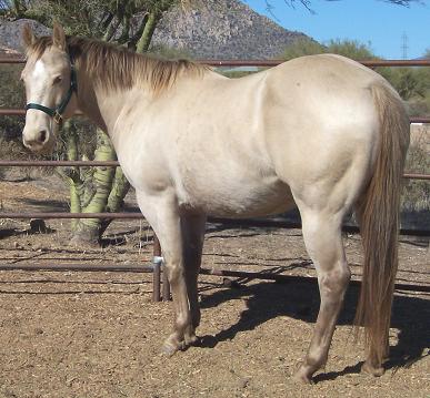 Equine Color Genetics Chart