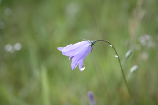 the mountain harebell occurs locally
