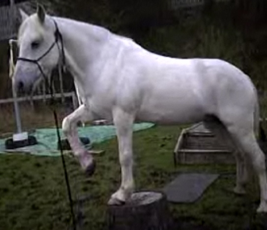 Standing on a pedestal, lifting a leg