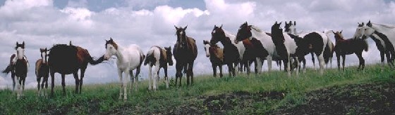 pinto horses