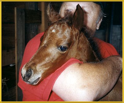 Caspian foal at Kristull Ranch, Texas