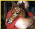 bay Caspian foal