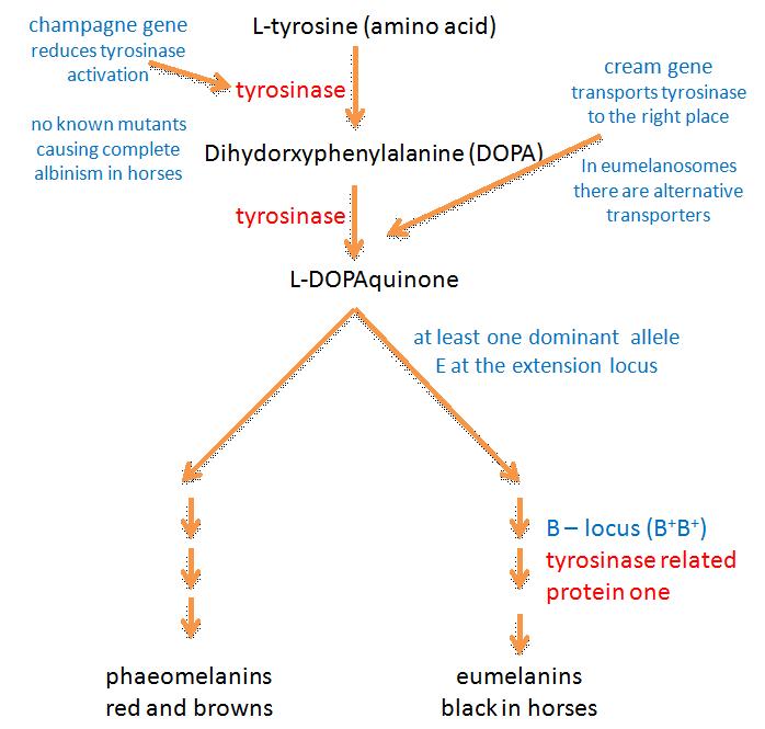 melanin biosynthesis figure1