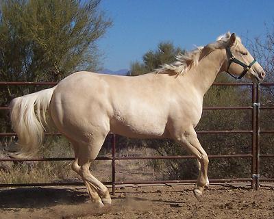 champagne horses