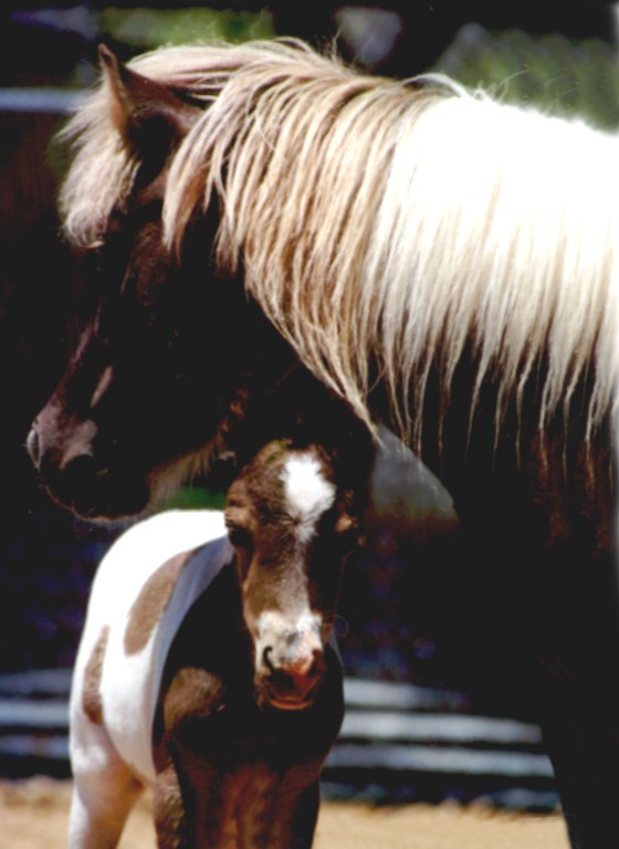 flaxen chestnut mare with her red and white paint foal