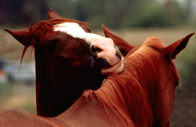 red and standard chestnut horses