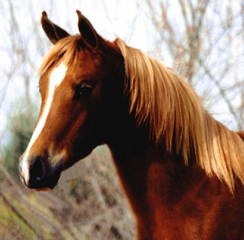 flaxen chestnut horse