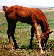 red chestnut foal